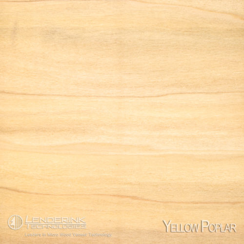 yellow_poplar
